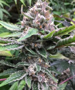 Tropicanna Cookies x Purple Punch Fem — Tramuntana Seeds
