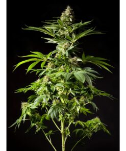 Tropimango Fem — Philosopher Seeds