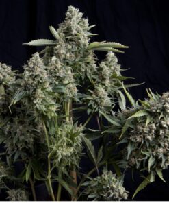 Tutankhamon — Pyramid Seeds
