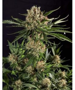 Txerri Bilbo Haze Fem. — Genehtik