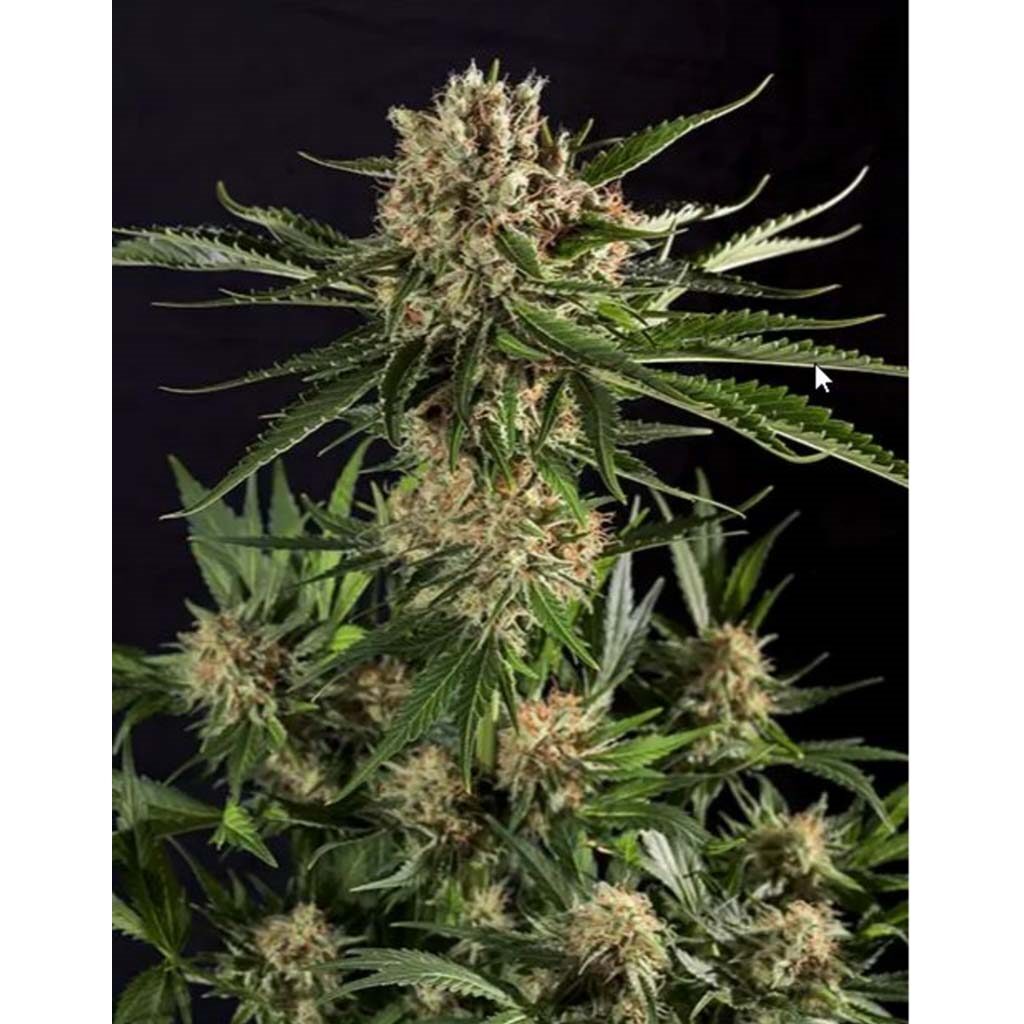 Txerri Bilbo Haze Fem. — Genehtik Txerri Bilbo Haze Fem. — Genehtik
