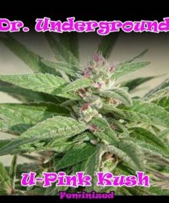 U-Pink Kush 8Unds Fem — Dr Underground