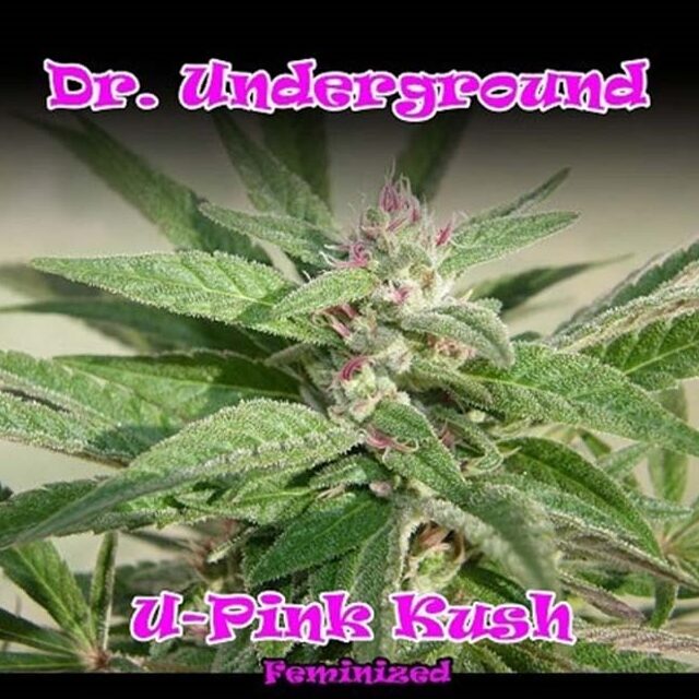 U-Pink Kush 8Unds Fem — Dr Underground