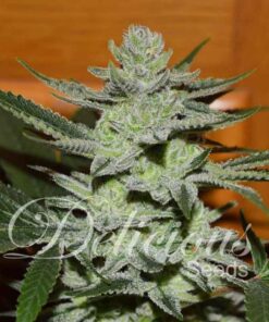 unknown kush fem — Delicious Seeds