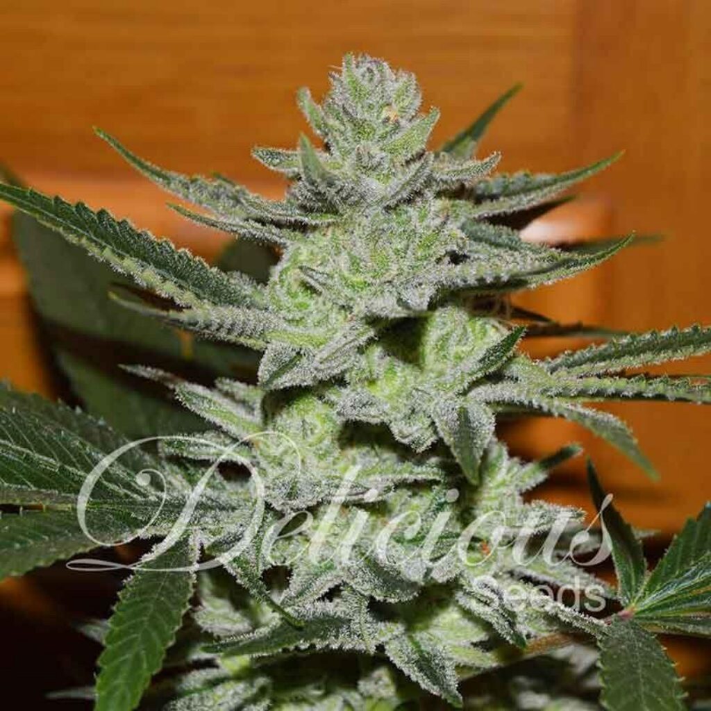 unknown kush fem — Delicious Seeds