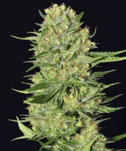 Veneno Fem — Eva Seeds