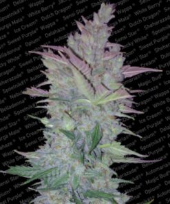 Vertigo Auto — Paradise Seeds