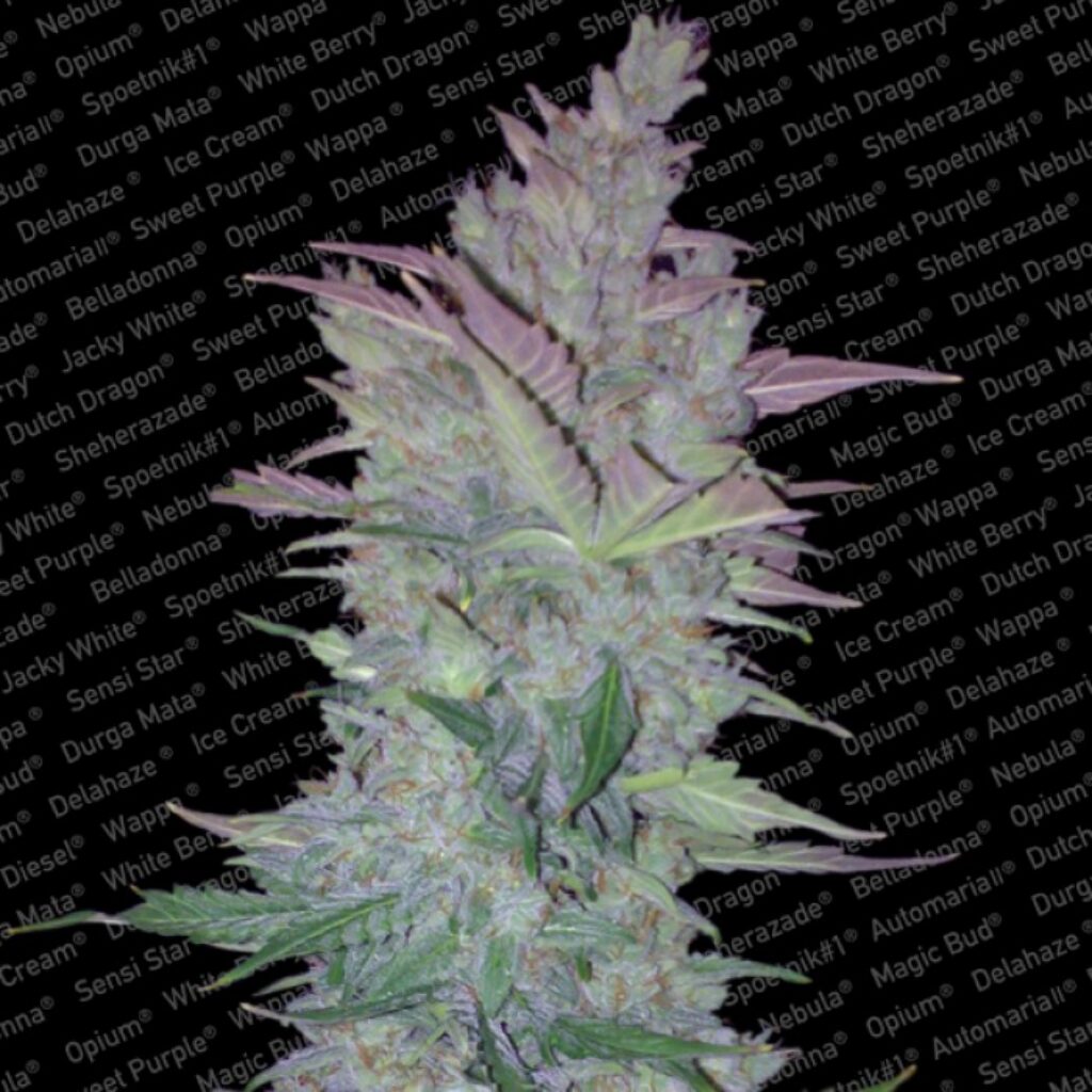 Vertigo Auto — Paradise Seeds