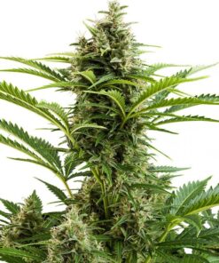 Vesta Auto — Buddha Seeds