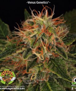 Viuda Blanca Fem. — Venus Genetics