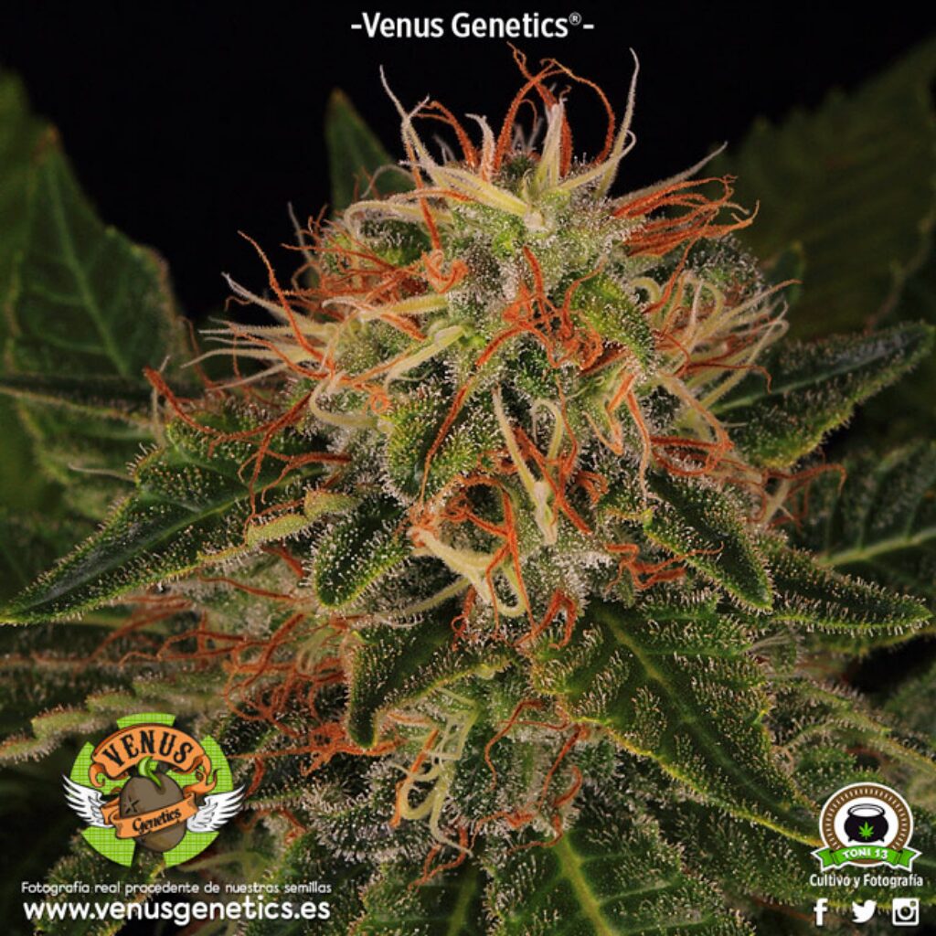 Viuda Blanca Fem. — Venus Genetics
