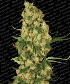Wappa Fem. — Paradise Seeds