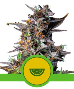 Watermelon Auto USA Premium — Royal Queen