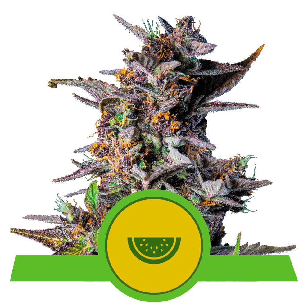 Watermelon Auto USA Premium — Royal Queen