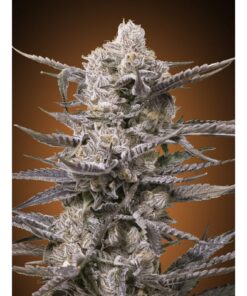 Watermelon OG Fem — Advanced Seeds