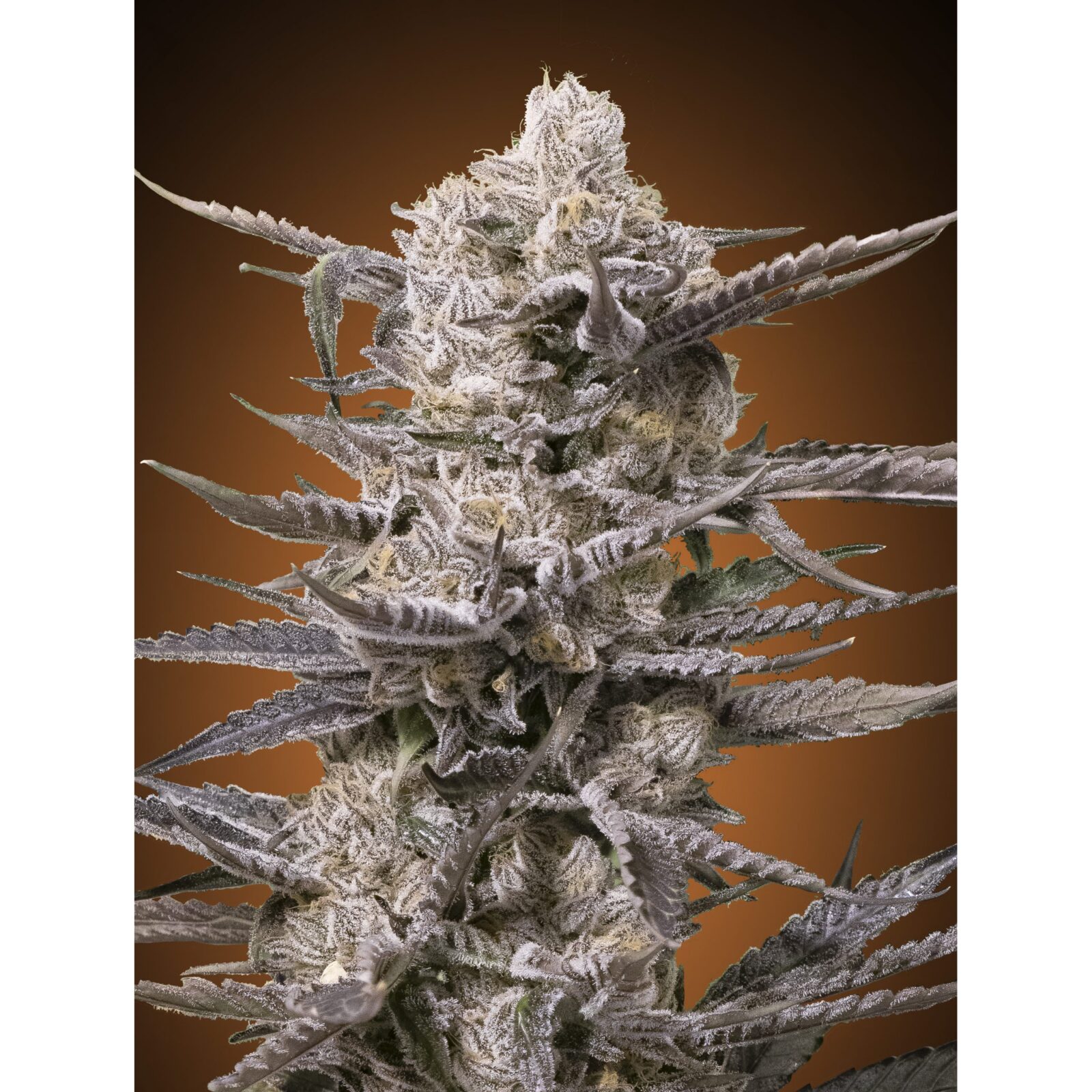Watermelon OG Fem — Advanced Seeds
