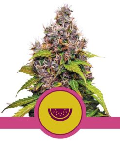 Watermelon USA Premium Fem — Royal Queen