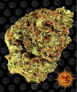 Watermelon Zkittlez Auto — Barney's Farm
