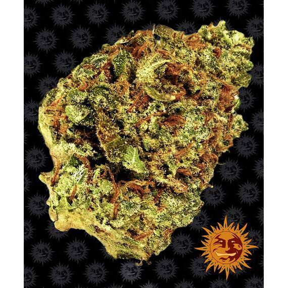 Watermelon Zkittlez Auto — Barney's Farm