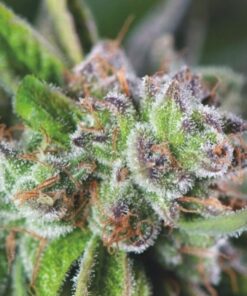 Watermelon Zkittlez — Pyramid Seeds