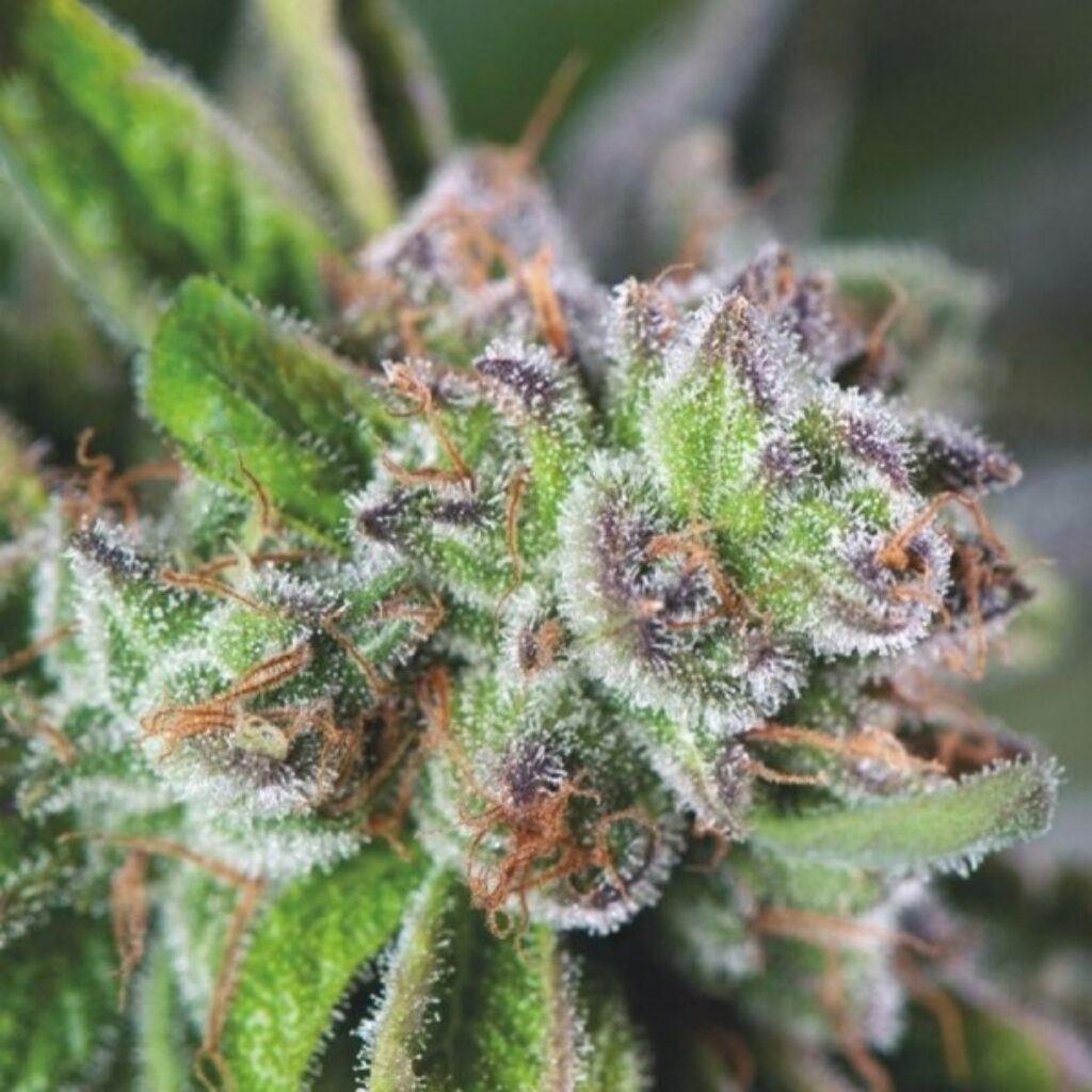 Watermelon Zkittlez — Pyramid Seeds
