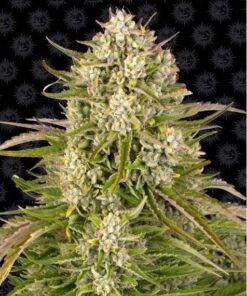 Wedding Cake Auto — Barney's Farm