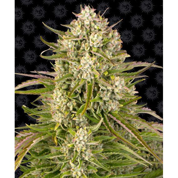 Wedding Cake Auto — Barney's Farm