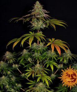 Wedding Cake Fem — Barney's Farm