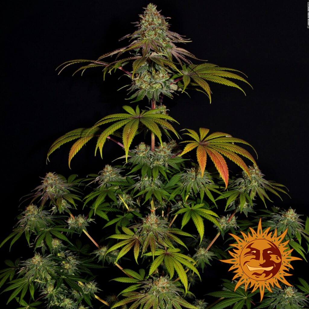 Wedding Cake Fem — Barney's Farm