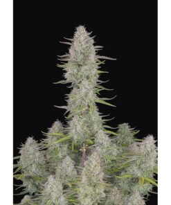 Wedding Cheesecake Auto — FastBuds Seeds