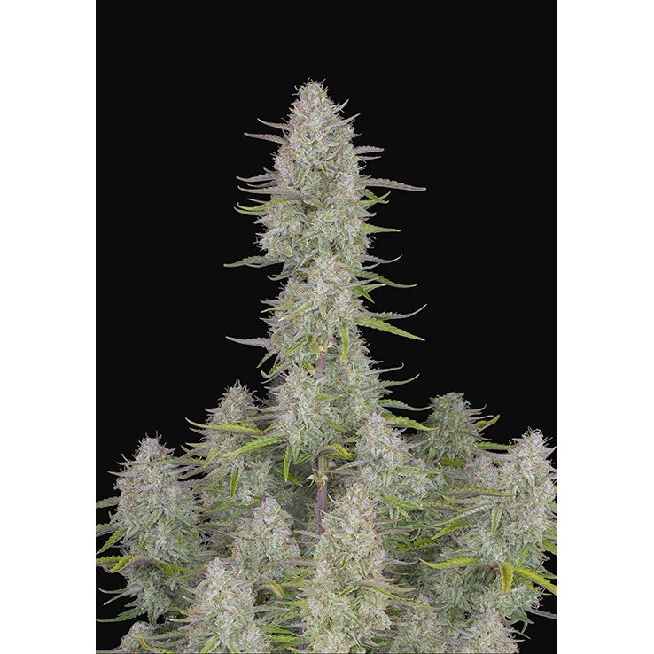 Wedding Cheesecake Auto — FastBuds Seeds