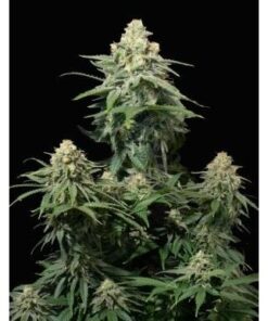 Wedding Cheesecake Fast Flowering Fem — FastBuds Seeds