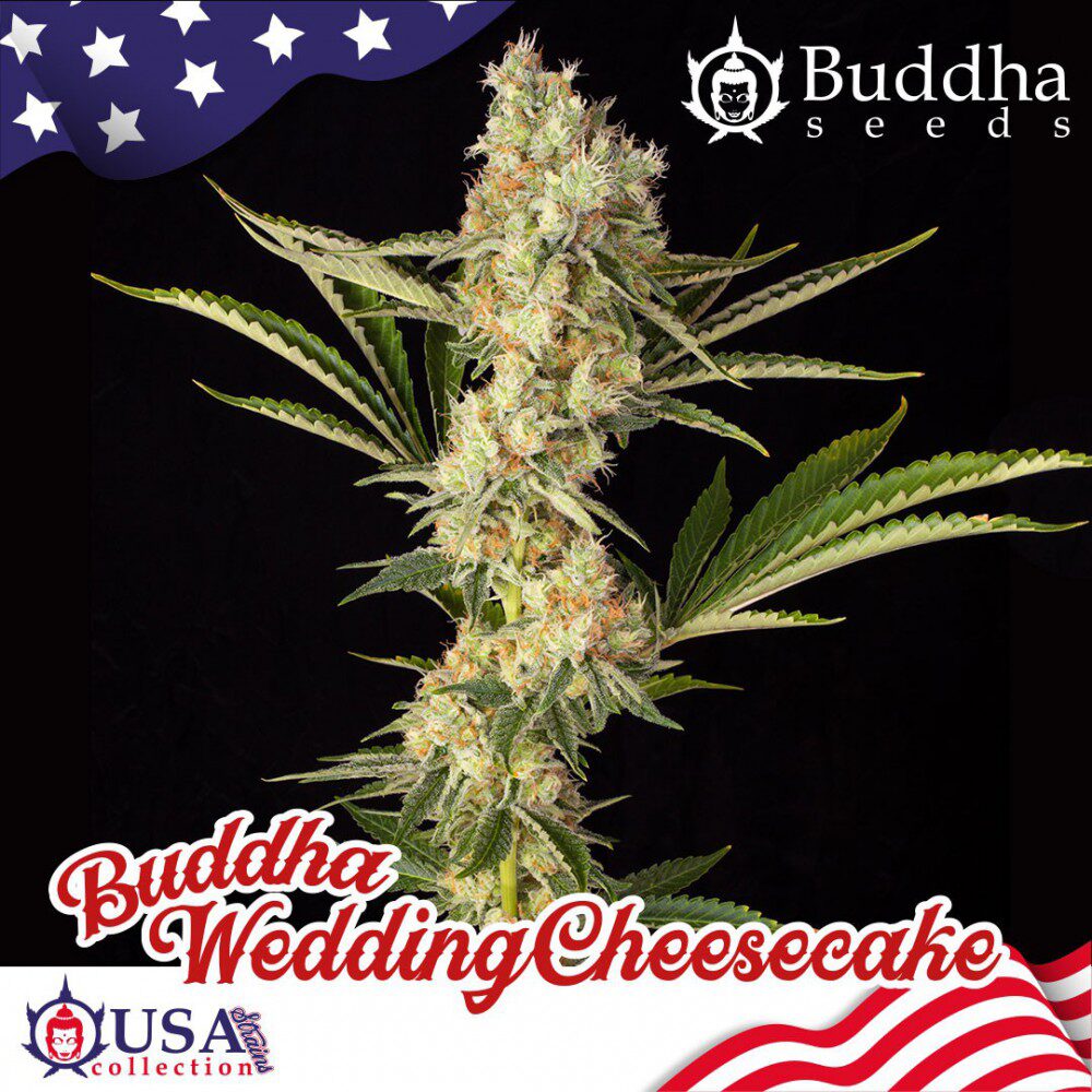 Wedding Cheesecake Fem — Buddha Seeds