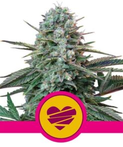 Wedding Crasher USA Premium Fem — Royal Queen