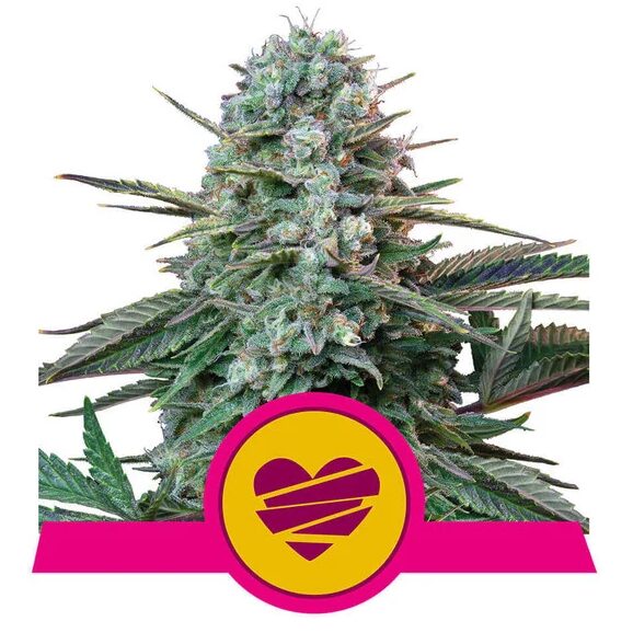 Wedding Crasher USA Premium Fem — Royal Queen