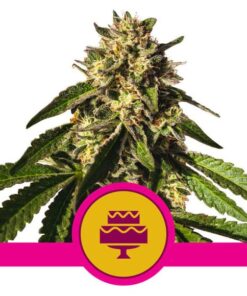 Wedding Gelato USA Premium Fem — Royal Queen