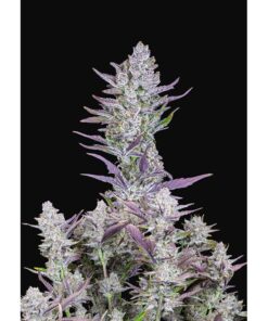 Wedding Glue Auto — FastBuds Seeds
