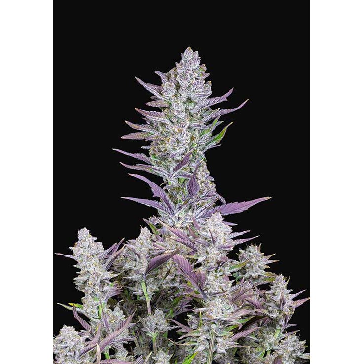 Wedding Glue Auto — FastBuds Seeds