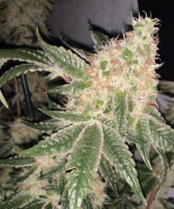 Wedding Potion Fem — The Kush Brothers Seeds