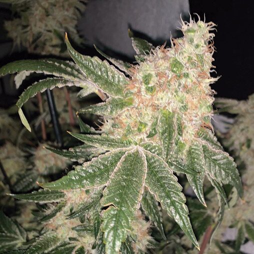 Wedding Potion Fem — The Kush Brothers Seeds