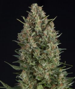 Wembley — Pyramid Seeds