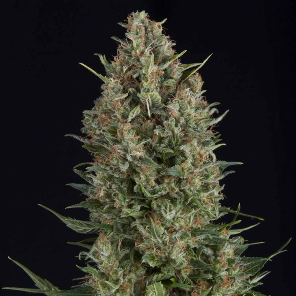 Wembley — Pyramid Seeds
