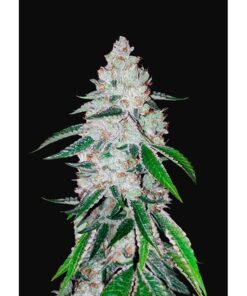 West Coast OG Auto — FastBuds Seeds