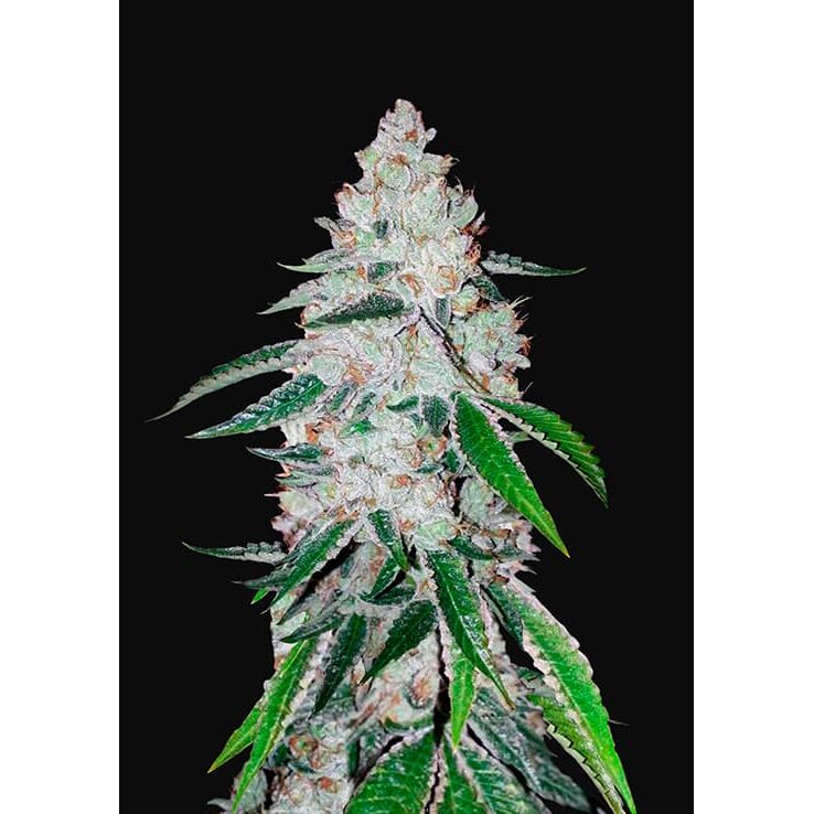 West Coast OG Auto — FastBuds Seeds