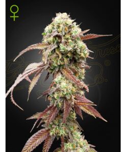 West Coast OG x Gelato #41 Auto — Green House