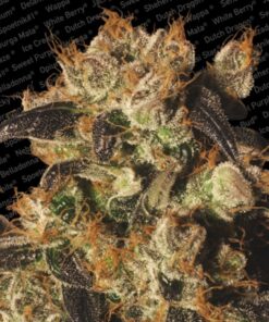 White Berry Fem. — Paradise Seeds
