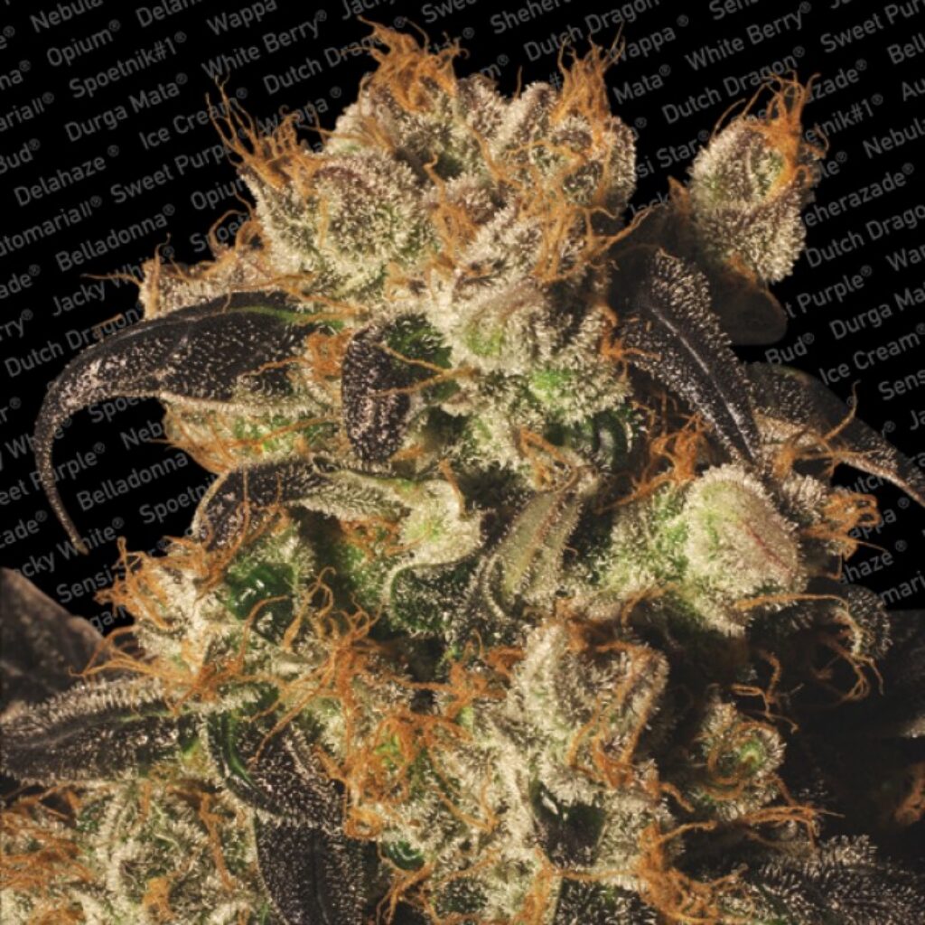 White Berry Fem. — Paradise Seeds