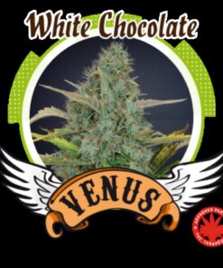 White Chocolate Fem. — Venus Genetics