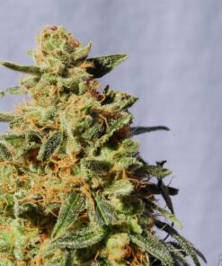 White Domina Fem — Kannabia Seeds