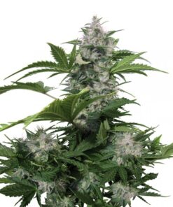 White Dwarf Auto — Buddha Seeds